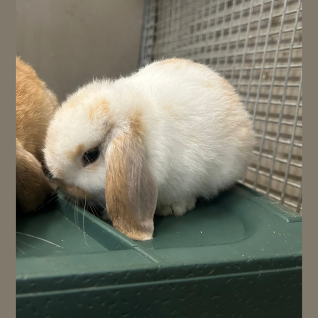 Photo of Cinnamon Bun