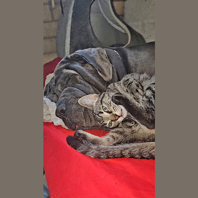 Photo of Churro