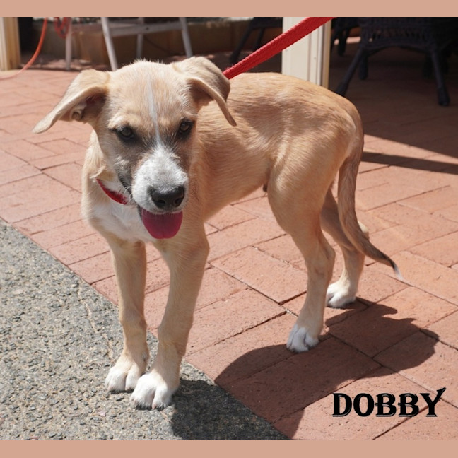 Photo of Dobby