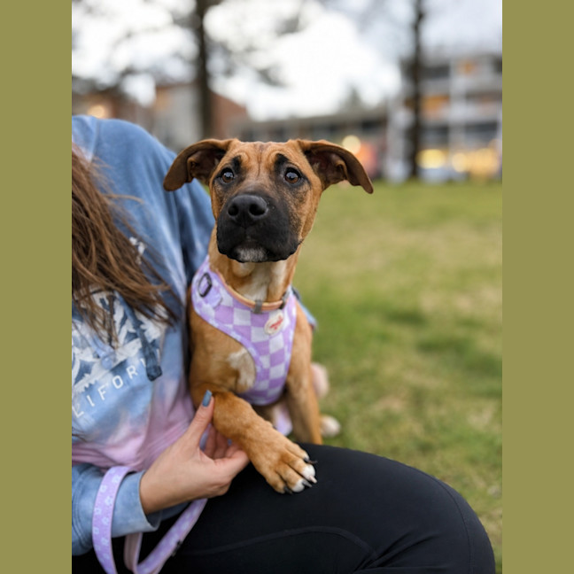 Photo of Tulip
