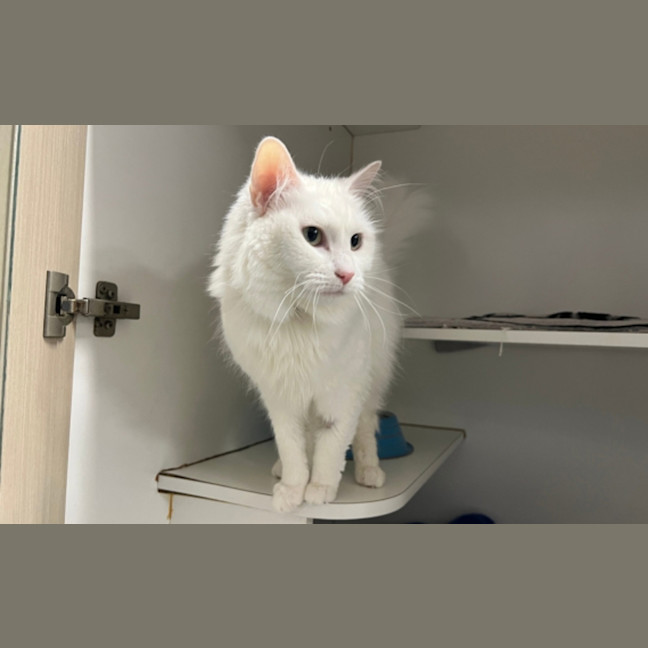 Photo of Fluffy
