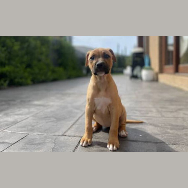 Photo of Molly 