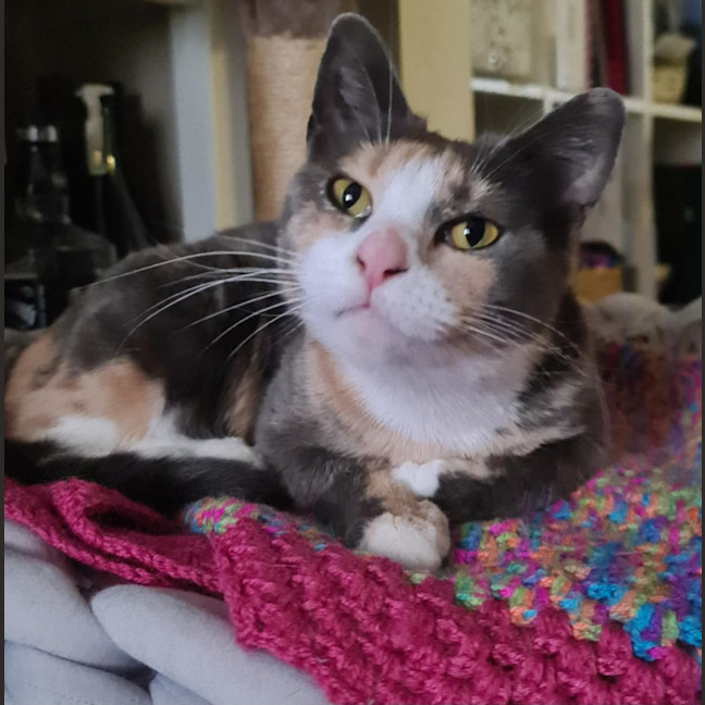 Photo of Romany 🌷🌷🌷