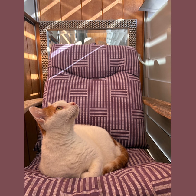 Photo of Gus   10 Year Old Domestic Short Hair