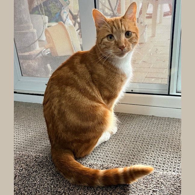 Photo of Link