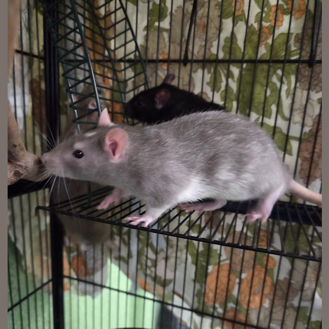 Photo of Ichabod