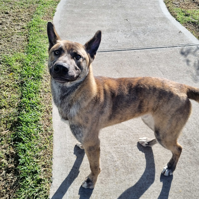Photo of Louie 