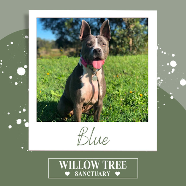 Photo of Blue