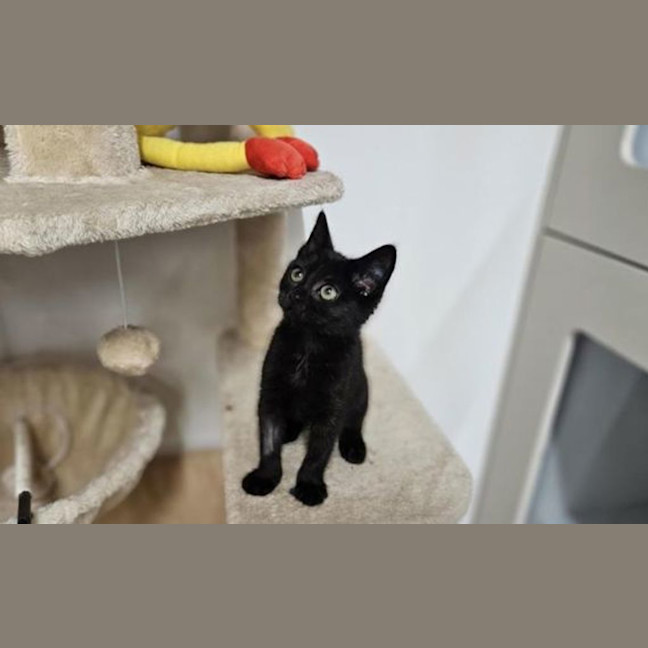 Photo of Midnight