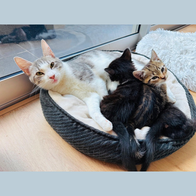 Photo of Pixie 🧚🏻 The Princess 👑 