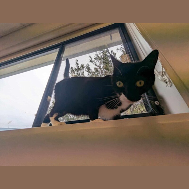 Photo of Willow