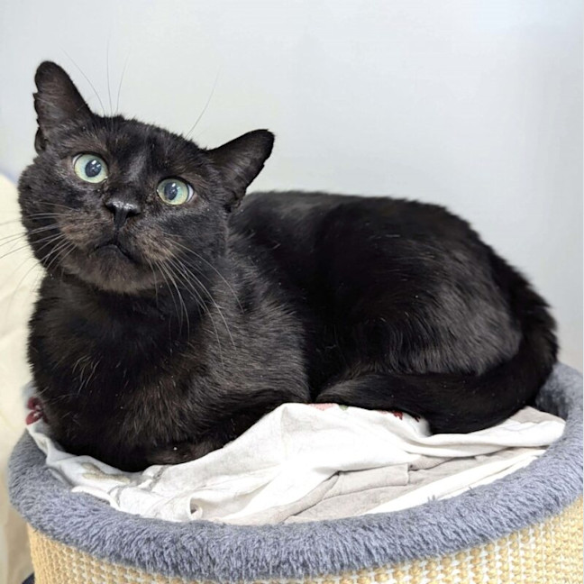 Photo of Milo