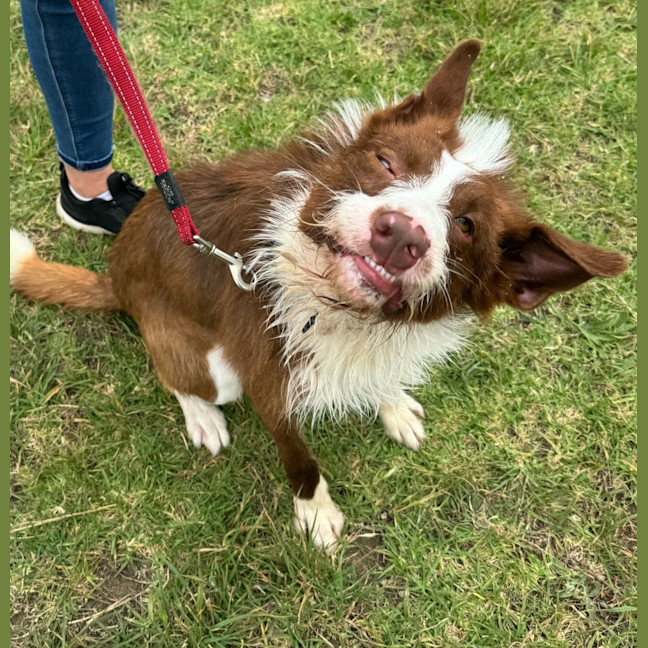 Photo of Bruce (62367)