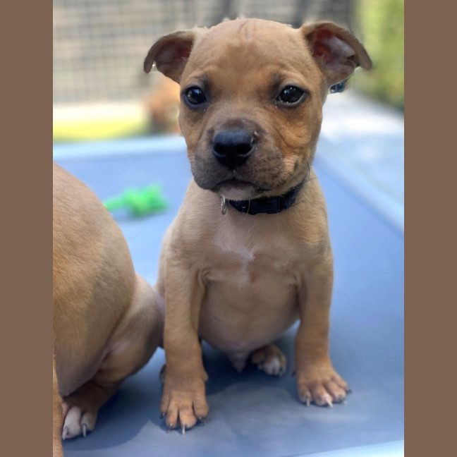 Photo of D1198 Walter