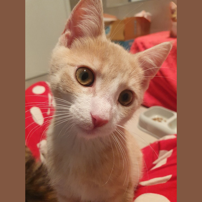 Photo of Sweet Potato