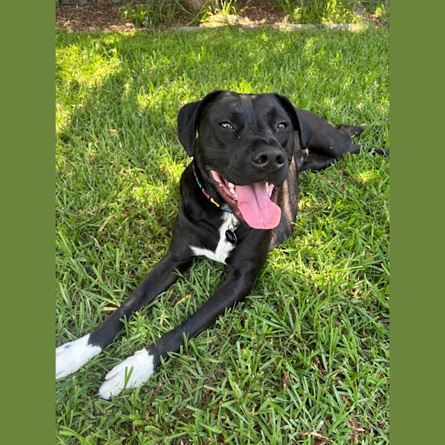 Photo of Chief