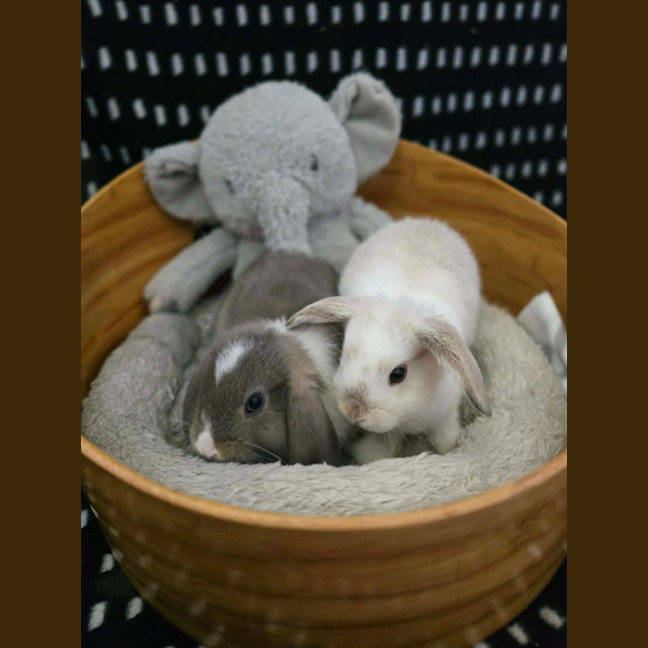 Photo of Cloud / Misty