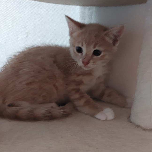 Photo of Bagel