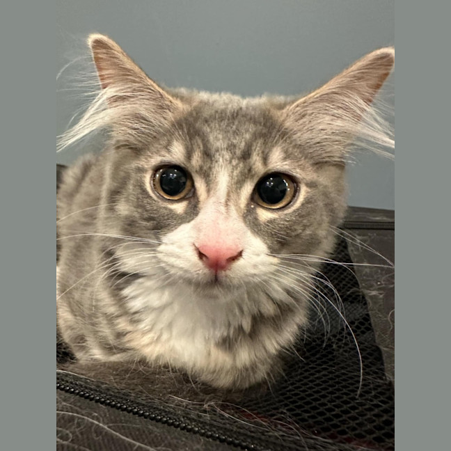 Photo of Summer Meet Me @Petstock Mornington Nepean Hwy