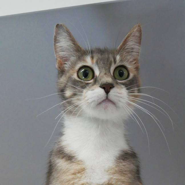 Photo of Anne Sta014342