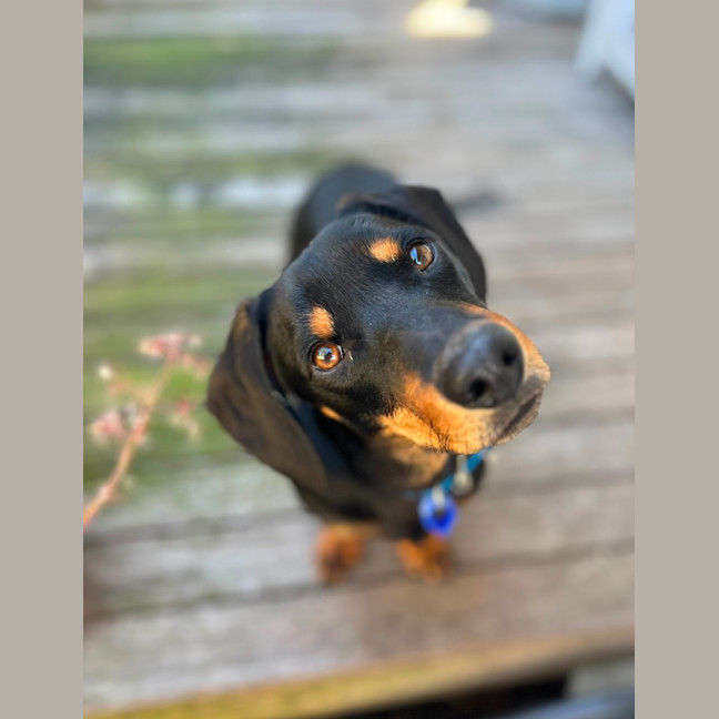 Photo of Rooster   9 Month Old Dachshund X Kelpie