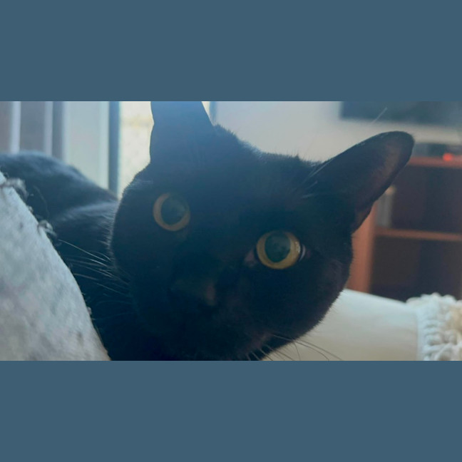 Photo of Bean
