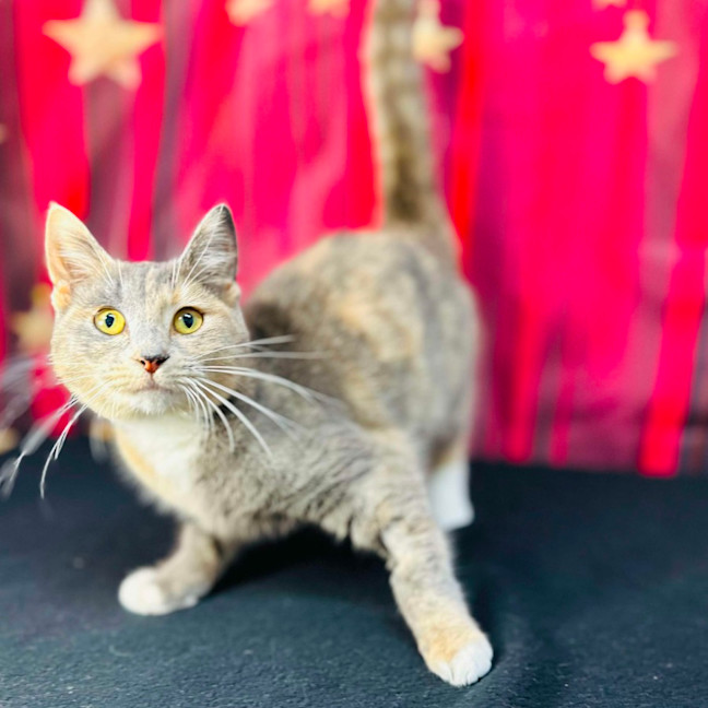 Photo of Willow (Located In Preston) 