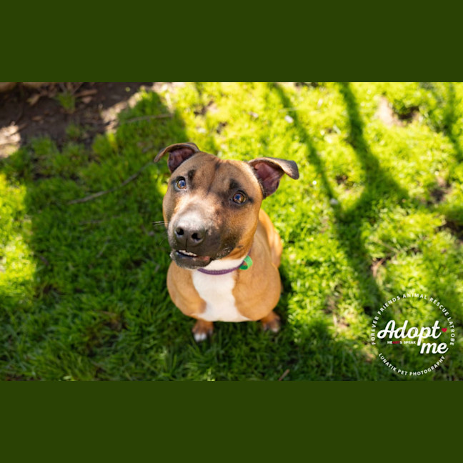 Photo of Whiskey