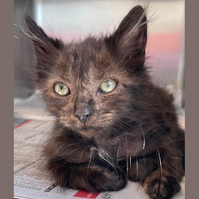 Photo of Smokey