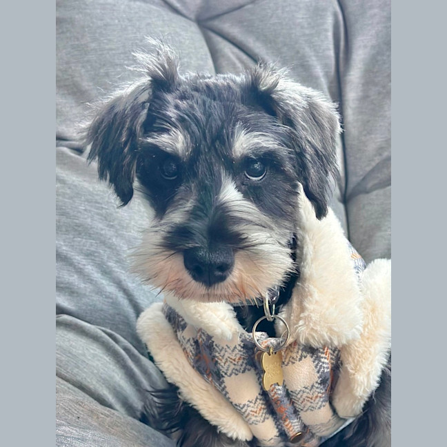 Photo of Tizzee
