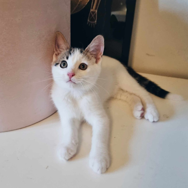 Photo of Nandor   Located In Coburg