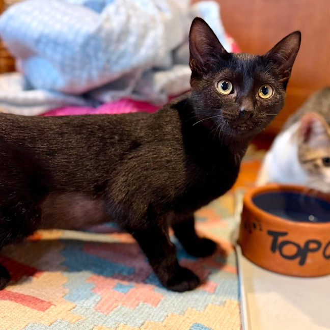 Photo of Sprout   In Foster Care In Brunswick East
