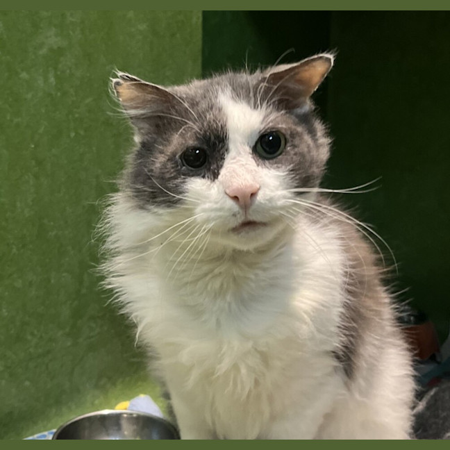 Photo of Sir Lancelot