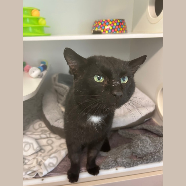 Photo of Whiskas