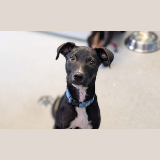 Photo of Meeko