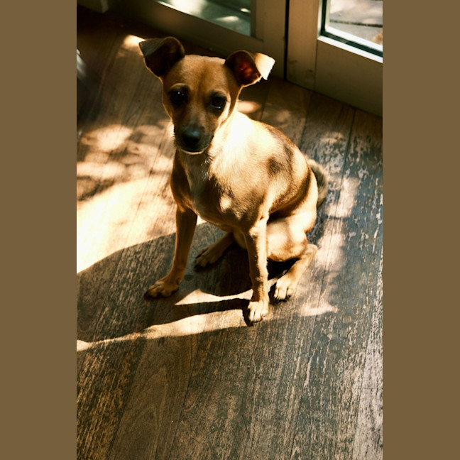 Photo of Pip