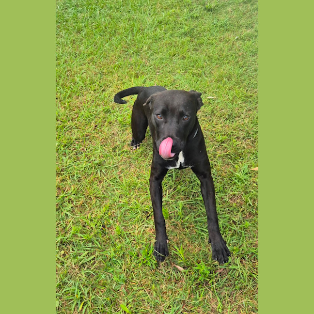 Photo of Bella (9225)