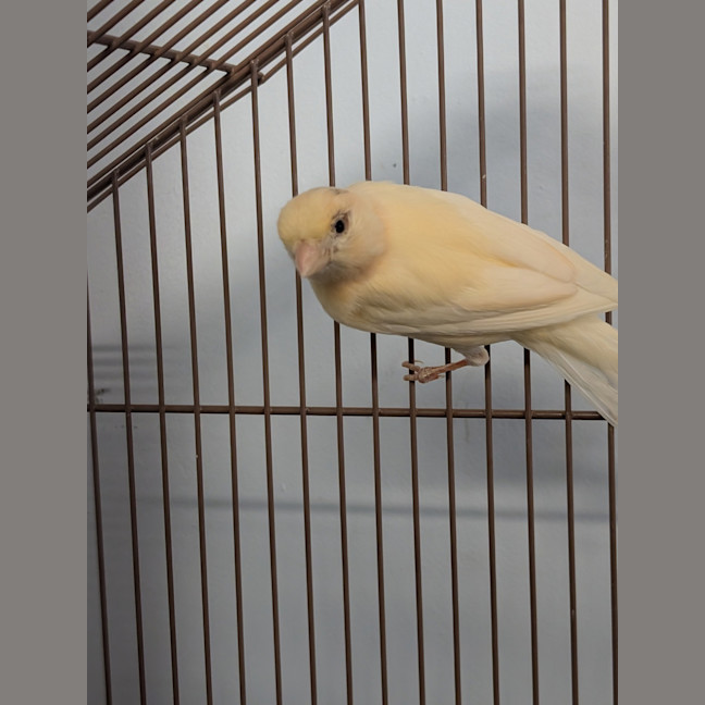 Photo of Milo