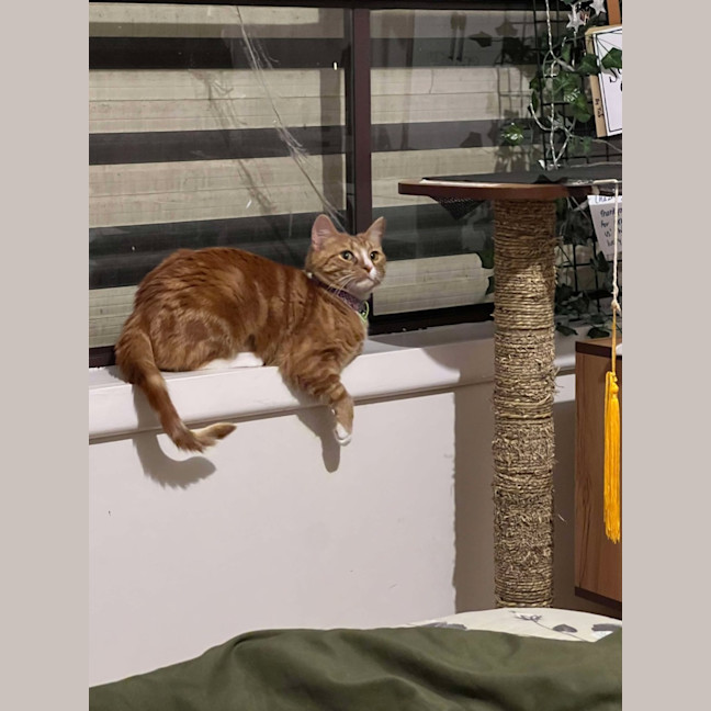 Photo of ⭐ Missy ⭐