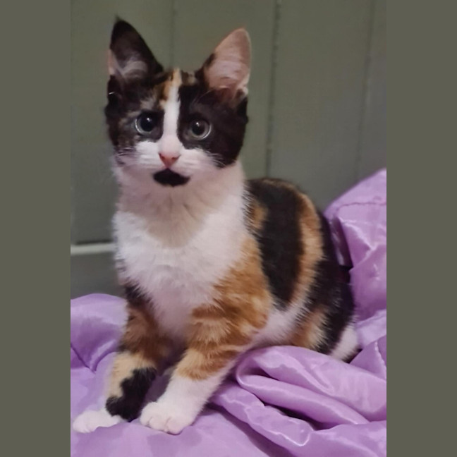 Photo of Peanut