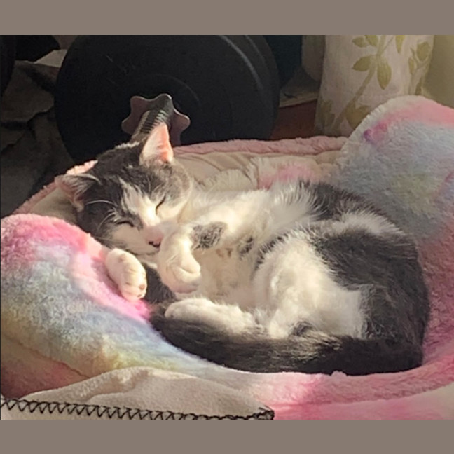 Photo of Mittens
