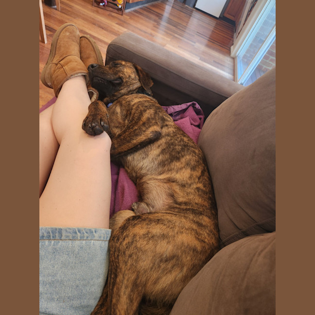 Photo of Maverick 🐴 1.5yo, Staffy X Rotti(on Trial 8/11/25