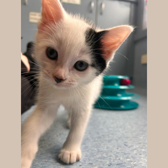 Photo of Froggy   In Foster Care In Ashburton