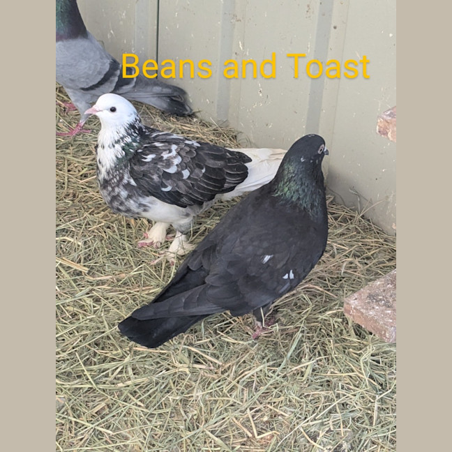 Photo of Beans And Toast 