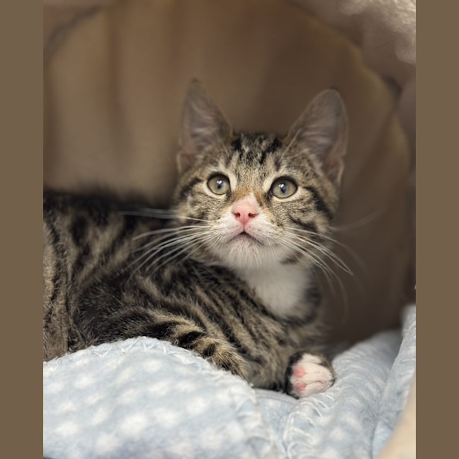 Photo of Romeo