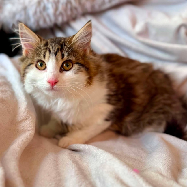 Photo of Sabrina   In Foster Care In Templestowe