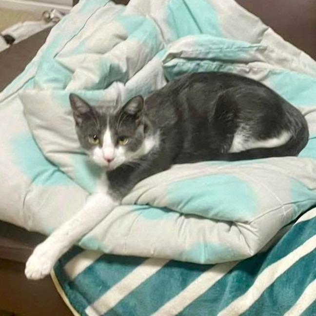 Photo of 💎 Sapphire 💎