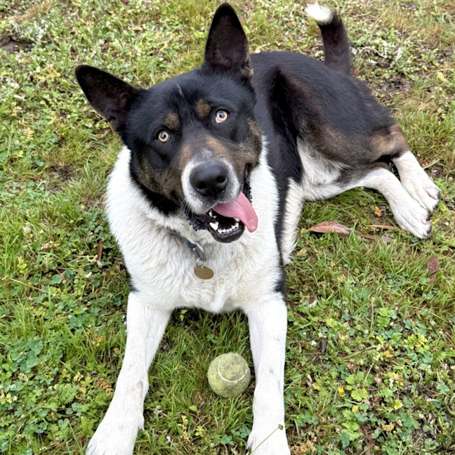 Photo of Ziggy