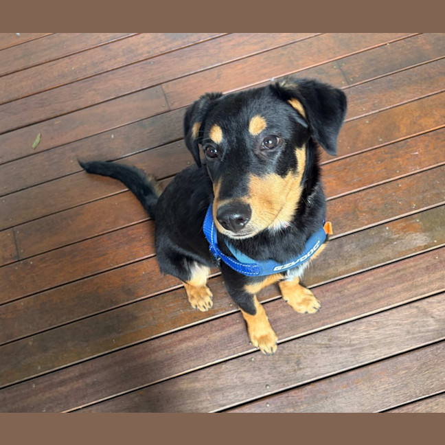 Photo of Charlie