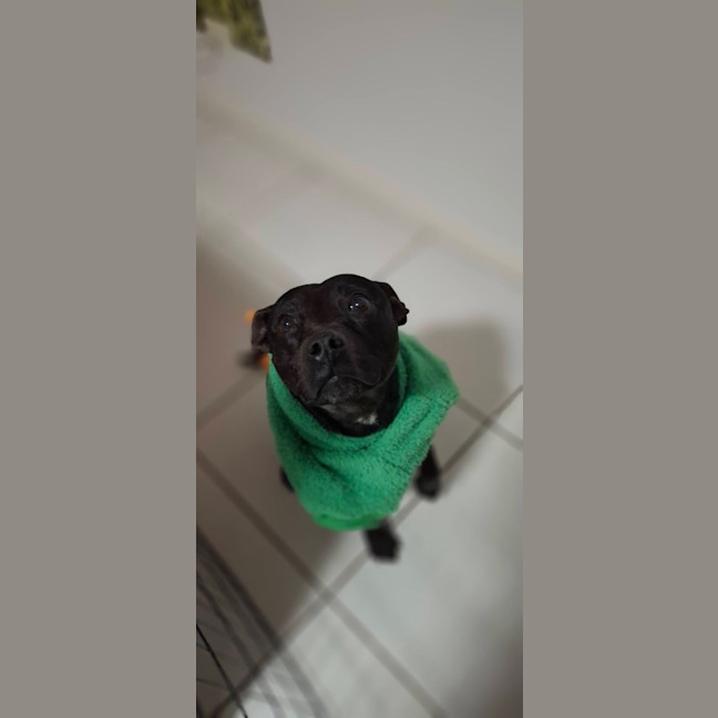 Photo of Zeke *$350 Adoption Fee*